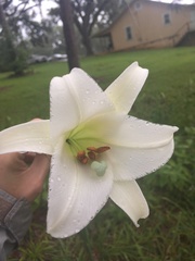 Lilium formosanum