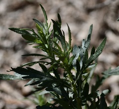 Senecio brasiliensis