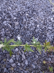 Aloysia gratissima