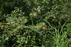 Arctium