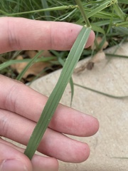 Tridens albescens