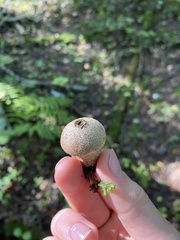 Lycoperdon perlatum