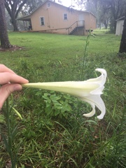 Lilium formosanum
