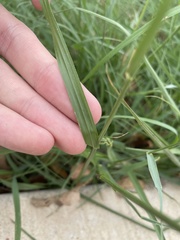 Tridens albescens