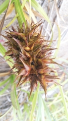 Carex macrocephala