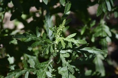 Senecio brasiliensis