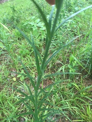 Lilium formosanum