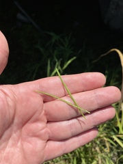 Paspalum repens
