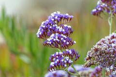 Limonium perezii