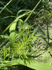 Paspalum repens