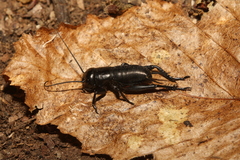 Gryllus campestris