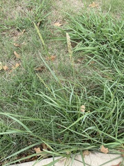 Tridens albescens