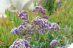 Limonium perezii