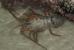 Panulirus interruptus