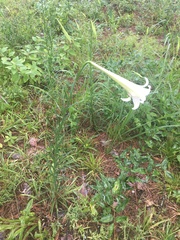 Lilium formosanum