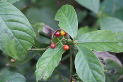 Psychotria carthagenensis