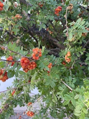 Rhus microphylla