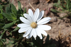 Asteroideae