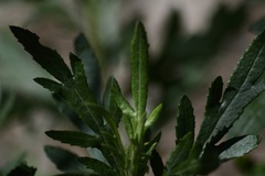 Senecio brasiliensis