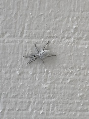 Myllocerus undecimpustulatus