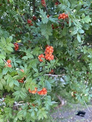 Rhus microphylla