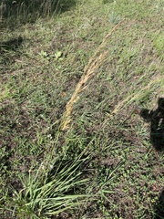 Sorghastrum