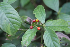 Psychotria carthagenensis