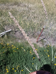 Leymus cinereus