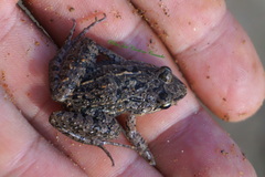 Leptodactylus fragilis