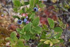 Vaccinium myrtilloides
