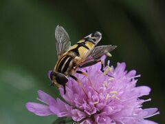 Helophilus trivittatus