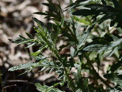 Senecio brasiliensis