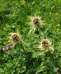 Cirsium spinosissimum