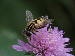 Helophilus trivittatus