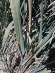 Leymus cinereus