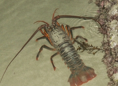 Panulirus interruptus