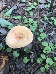 Lactifluus hygrophoroides