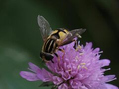 Helophilus trivittatus