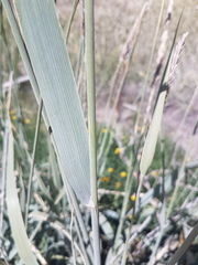 Leymus cinereus