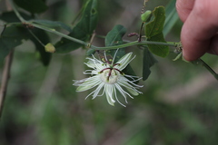 Passiflora misera