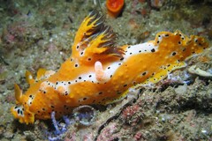 Plocamopherus margaretae