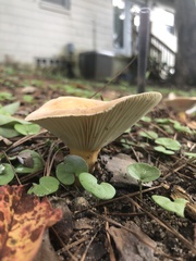 Lactifluus hygrophoroides