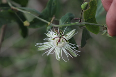 Passiflora misera