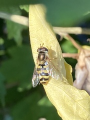 Metasyrphus