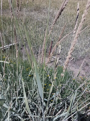 Leymus cinereus