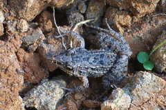 Leptodactylus fragilis