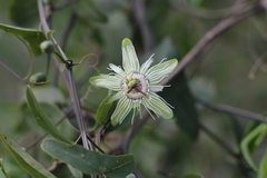 Passiflora misera