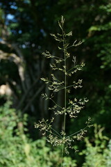 Agrostis stolonifera