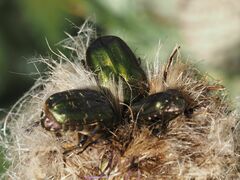 Protaetia cuprea