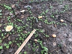 Lactifluus hygrophoroides